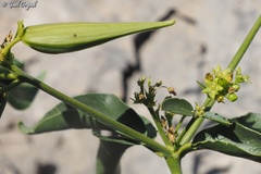 Vincetoxicum dionysiense