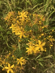 Hypericum perforatum