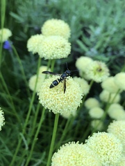Parancistrocerus pensylvanicus