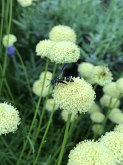 Parancistrocerus pensylvanicus