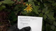 Hieracium sylvularum