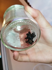 Amblyocarenum walckenaeri