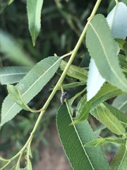 Chrysomela vigintipunctata