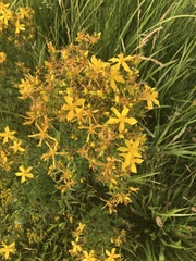 Hypericum perforatum
