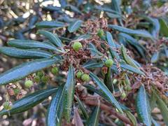 Comarostaphylis diversifolia diversifolia