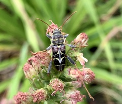 Neoclytus scutellaris