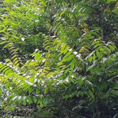 Toxicodendron striatum