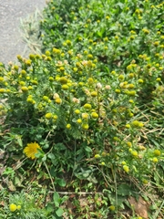 Matricaria discoidea