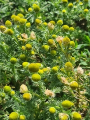 Matricaria discoidea