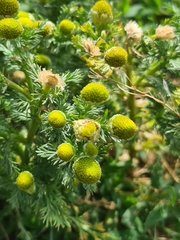 Matricaria discoidea