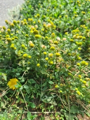 Matricaria discoidea
