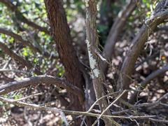 Comarostaphylis diversifolia diversifolia