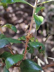 Comarostaphylis diversifolia diversifolia