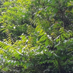 Toxicodendron striatum