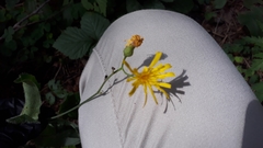 Hieracium sylvularum