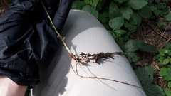 Hieracium sylvularum