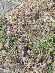 Spergularia rubra