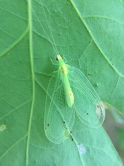 Leucochrysa insularis