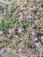 Spergularia rubra