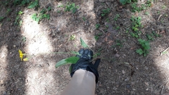 Hieracium sylvularum