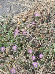 Spergularia rubra