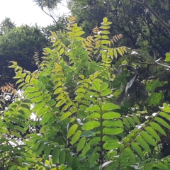 Toxicodendron striatum