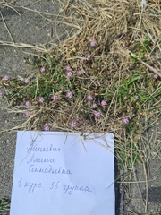 Spergularia rubra