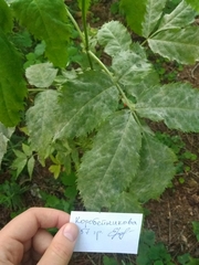 Erysiphe vanbruntiana