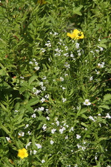 Galium elongatum