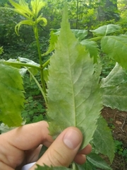 Erysiphe vanbruntiana