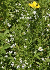Galium elongatum