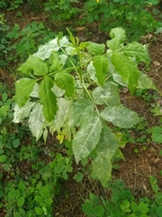 Erysiphe vanbruntiana