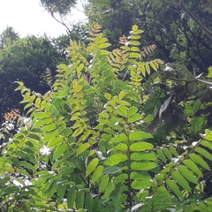 Toxicodendron striatum