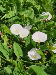 Convolvulus arvensis