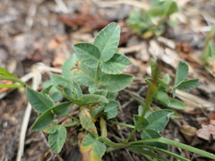 Trifolium brandegeei