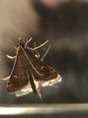 Steniini