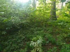 Erysiphe vanbruntiana