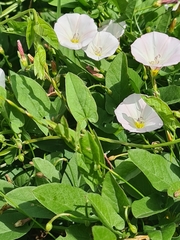 Convolvulus arvensis