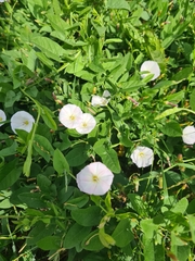 Convolvulus arvensis