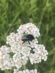 Bombus