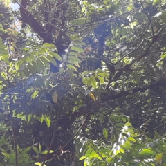 Toxicodendron striatum