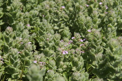 Teucrium scordium