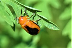 Anomoea nitidicollis