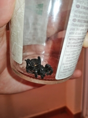 Amblyocarenum walckenaeri