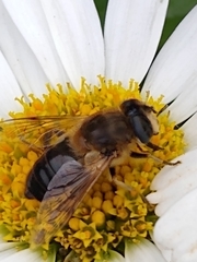 Eristalis tenax