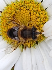 Eristalis tenax