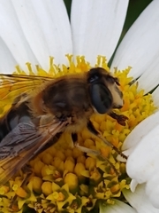 Eristalis tenax