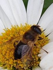 Eristalis tenax