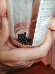 Amblyocarenum walckenaeri