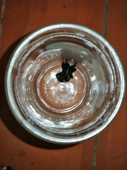 Amblyocarenum walckenaeri